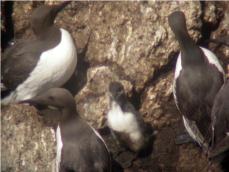 Adult guillemots with chick © Sarah Dalrymple